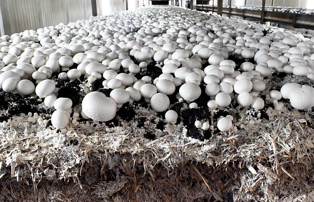 white mushrooms in a farm in the south of the netherlands