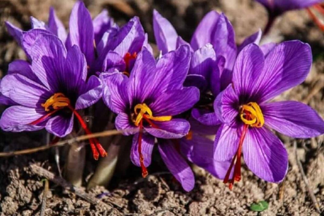 Kashmiri Saffron: Prized For Its High Quality And Health Benefits