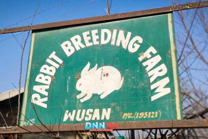Rabbit Breeding Farm