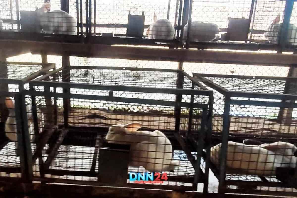 The Premier Rabbit Breeding Farm in Jammu and Kashmir - DNN24