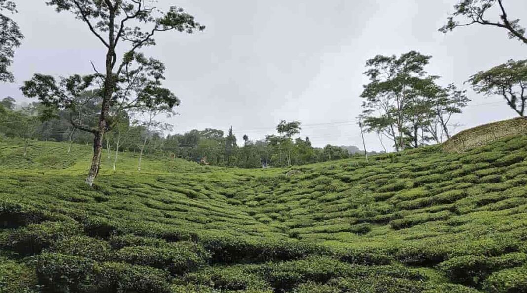 Assam Tea Garden