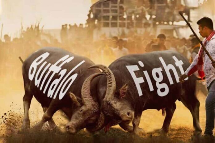 Buffalo Fight in Assam