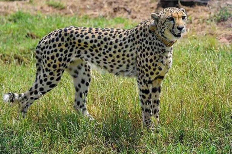 12 South African cheetahs to land in India on February 18, join 8 Namibian cheetahs at Kuno National Park