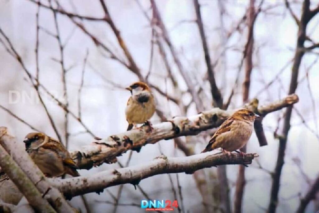 Birds in Bird Resort Kashmir 