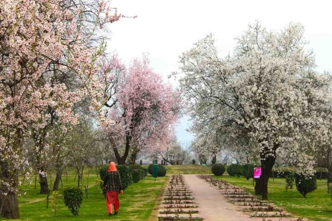 Badamwari Garden: A Serene Retreat in the Heart of Shahr-e-Khaas