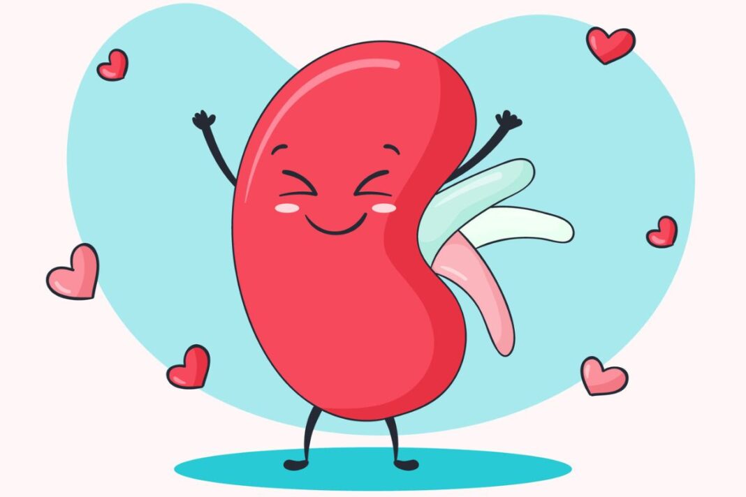 Summer Health: Taking Care of Your Kidneys