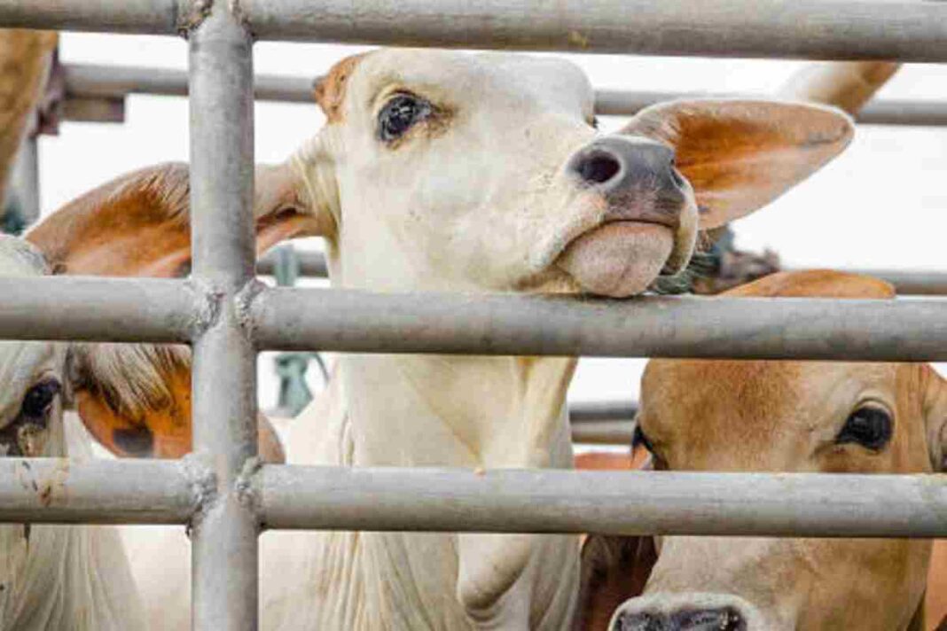 Cow Protection Movements