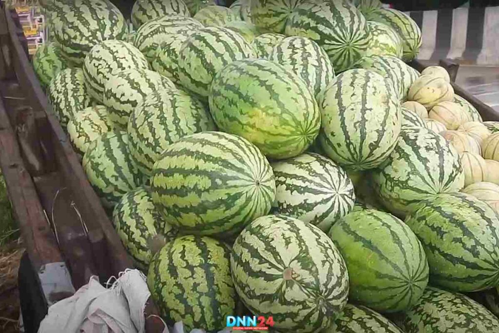 Baghpat Watermelons