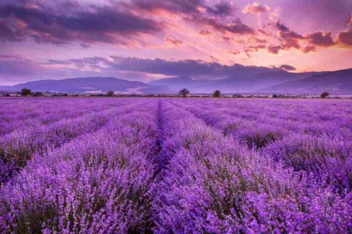 Lavender Revolution