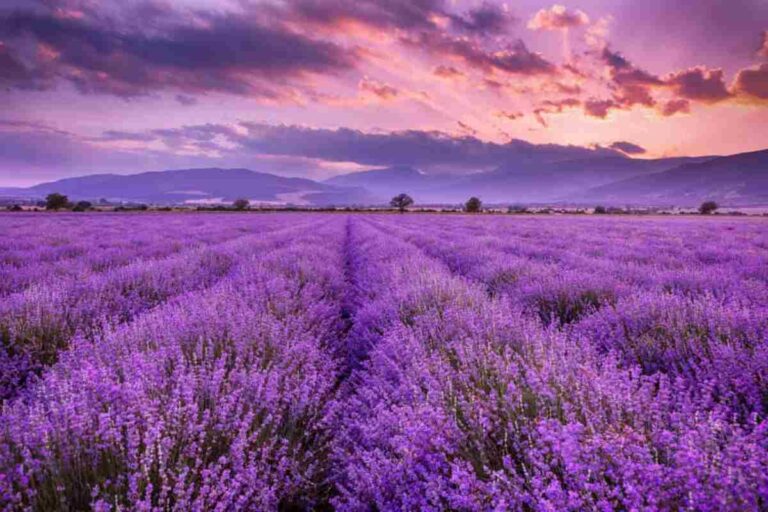 Bhaderwah’s Lavender Revolution: A Fragrant Success Story