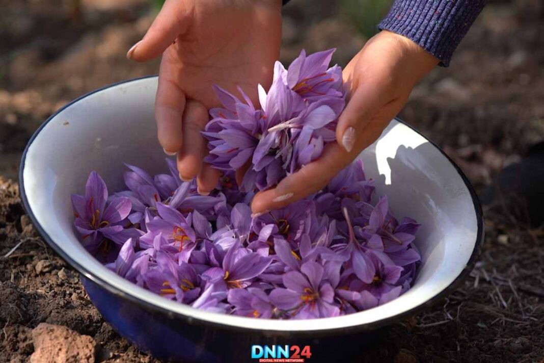 सालों बाद कश्मीरी केसर ने तोड़ा रिकॉर्ड