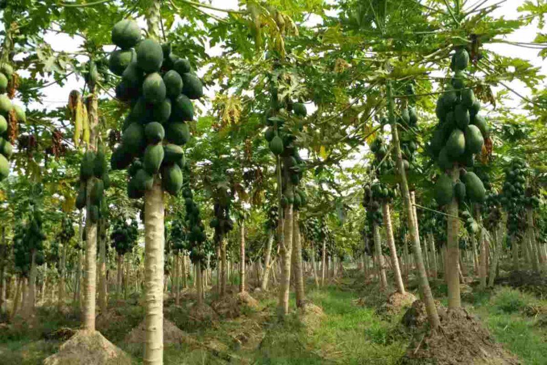 Papaya Farming
