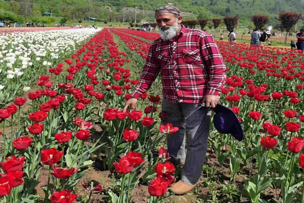 Kashmir's Blooming Wonders: From Tulips to Cherry Blossoms 
