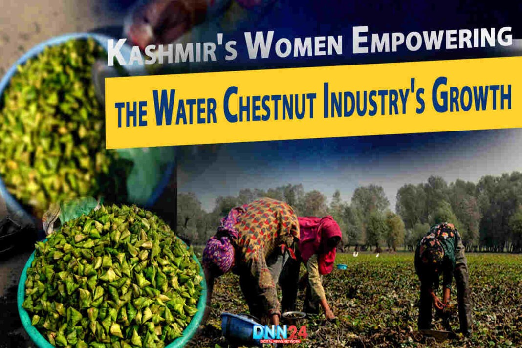 Kashmir’s Women Empowering the Water Chestnut Industry’s Growth