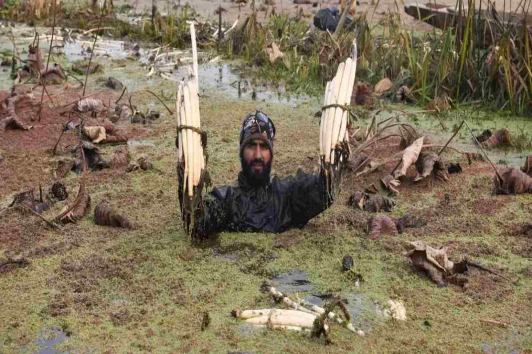 The Life of Irshad Khan: A Lotus Stem Seller