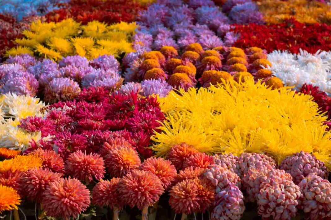 Srinagar to get New Chrysanthemum Garden