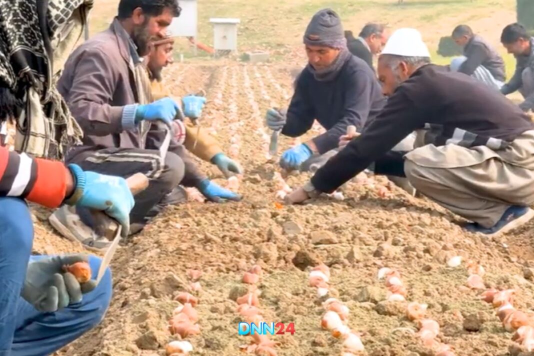 Kashmir’s Floral Spectacle: The 2026 Tulip Show To Bloom With 1.8 Million Vibrant Flowers