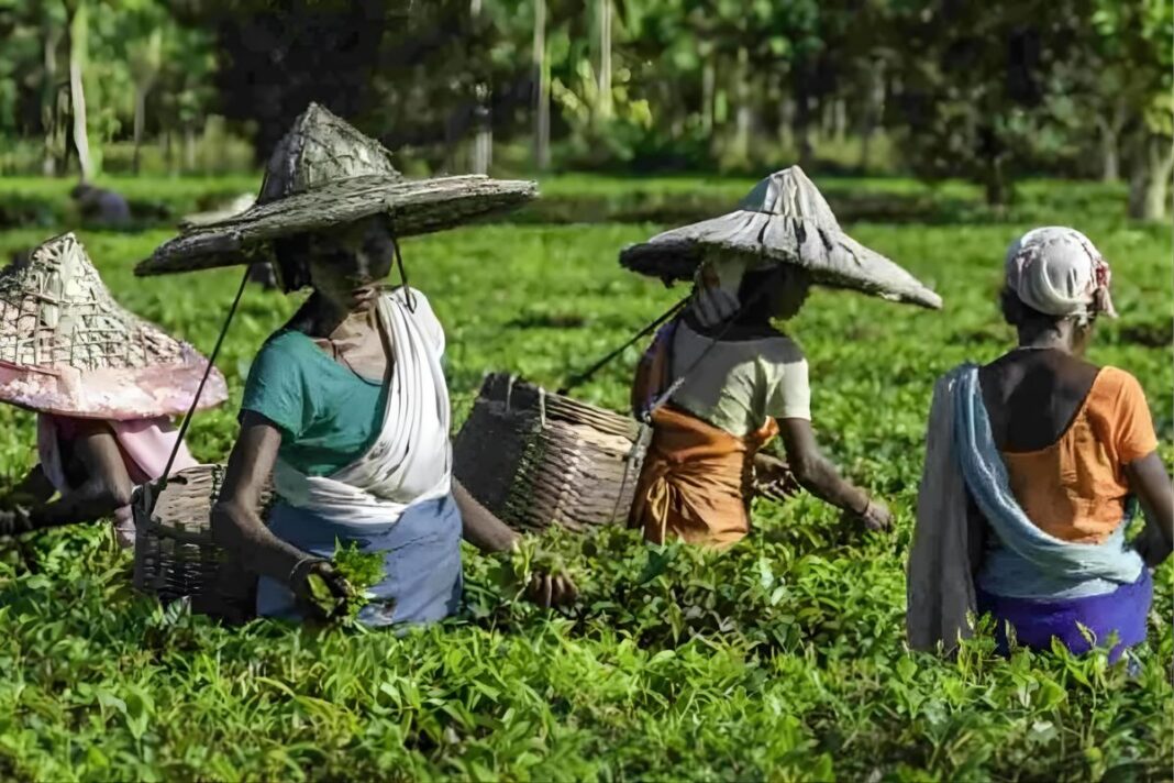 Assam Tribes Mastered Tea Centuries Before the British