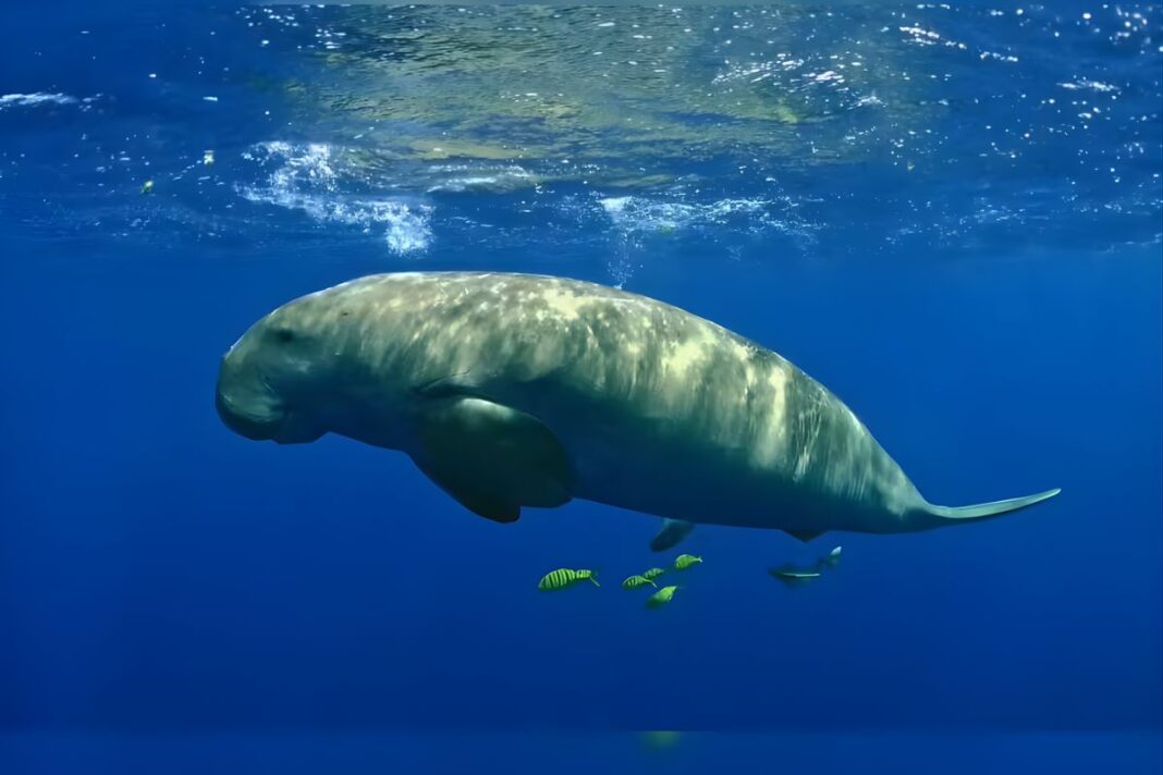Dugong