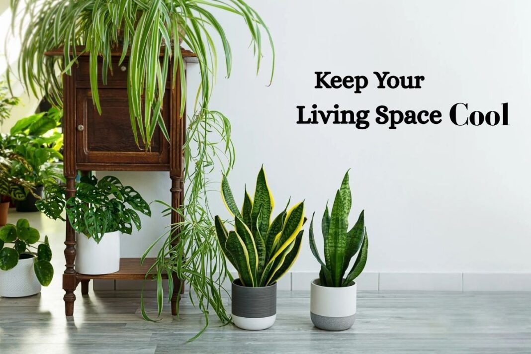 Keep Your Living Space Cool with indoor plants